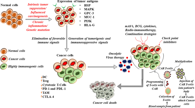 Harnessing the Immune System: Advances in Immunotherapy at Carcinova